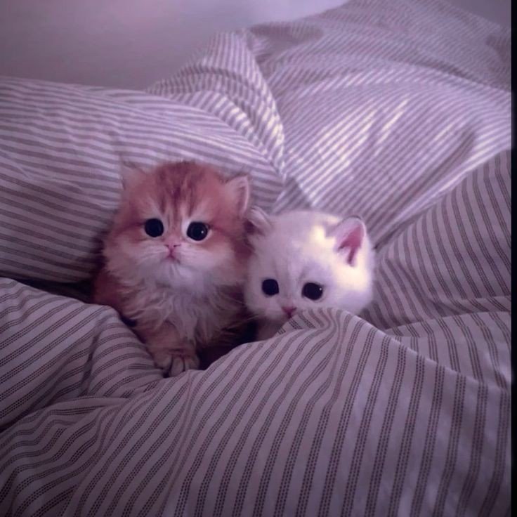 cute-couple-dp-for-instagram-cartoon-half-half